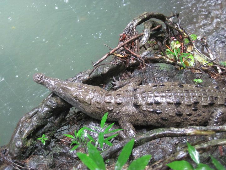 Cocodrilo Americano