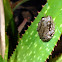 Baja tree frog