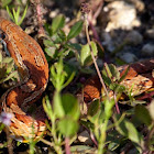 Red Rat Snake