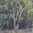 Indian Scimitar Babbler