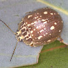 Tortoise leaf Beetle