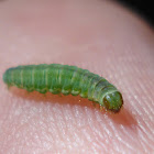 Oruga, Caterpillar