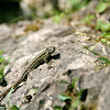 Wall Lizard