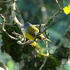 Grey-headed Canary-flycatcher