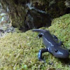 Small-mouth Salamander