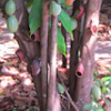 Cocao tree