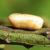 Blattidae (ootheca)