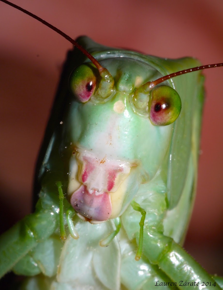 Quirky Face of a Katydid