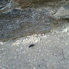 Unknown Beetle