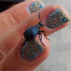 Violet oil beetle (male)
