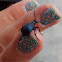 Violet oil beetle (male)