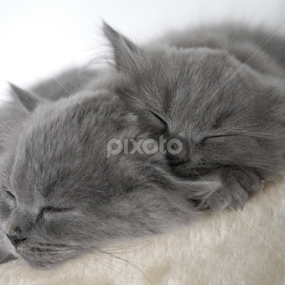 My kittens! by Stefano Rho - Animals - Cats Kittens