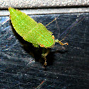 leafhopper nymph