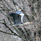 great blue heron