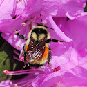 Tricolored/Orange Belted Bumble Bee