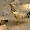 Domestic Chicken