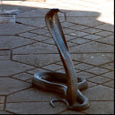 Egyptian Cobra