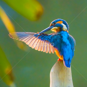 Yes its You.... by Chandra Mouli Roy Chowdhury - Animals Birds