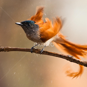 by Sanjay Nagaonkar - Animals Birds