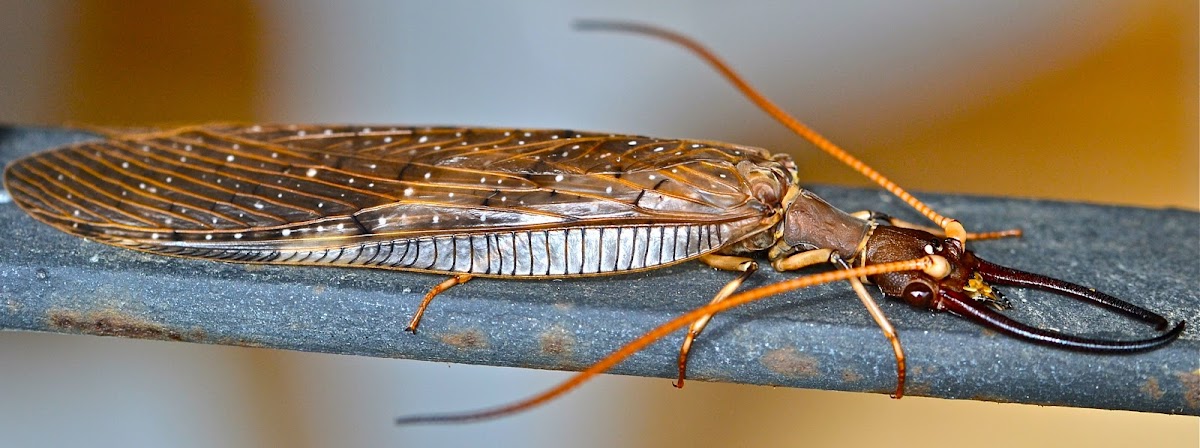 Dobsonfly (Male)