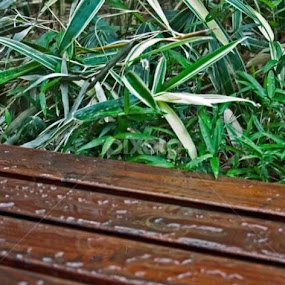 by Naim Krasniqi - Nature Up Close Leaves & Grasses