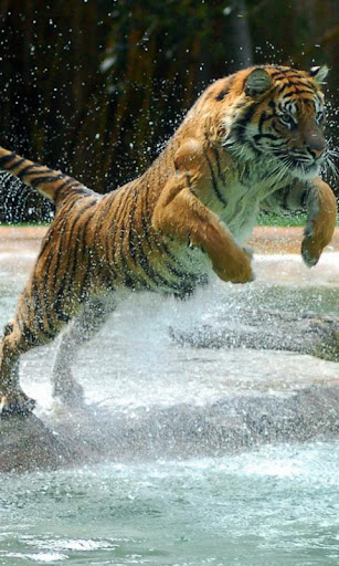 Dangerous Tiger wallpaper