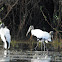 wood stork