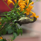 Female Purple- Rumped Sunbird