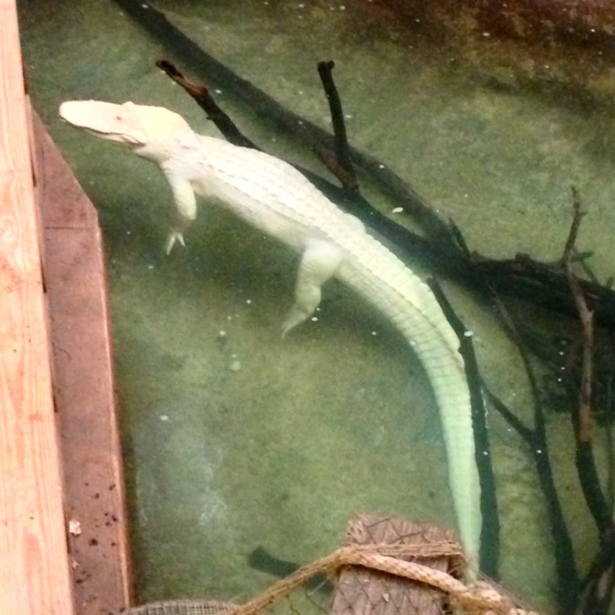 Albino American Alligator