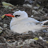 Red-tailed Tropic Bird