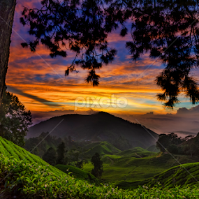 Cameron Highland by KIN WAH WONG - Landscapes Sunsets & Sunrises