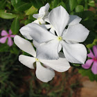 periwinkle flower