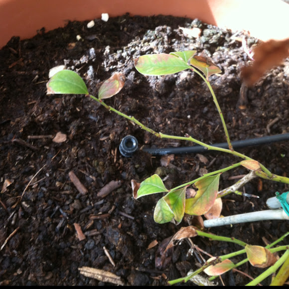 Dying(?) blueberry bush Project Noah