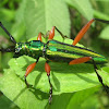 Longhorn/long-horned beetle