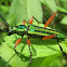 Longhorn/long-horned beetle