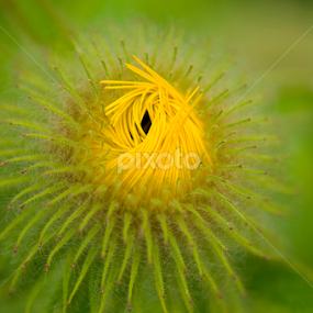 Ordinary Garden plants by Janet Gilmour-Baker - Nature Up Close Other plants