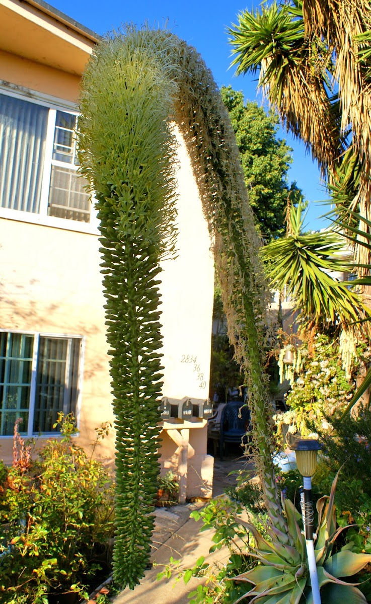 Swan neck agave