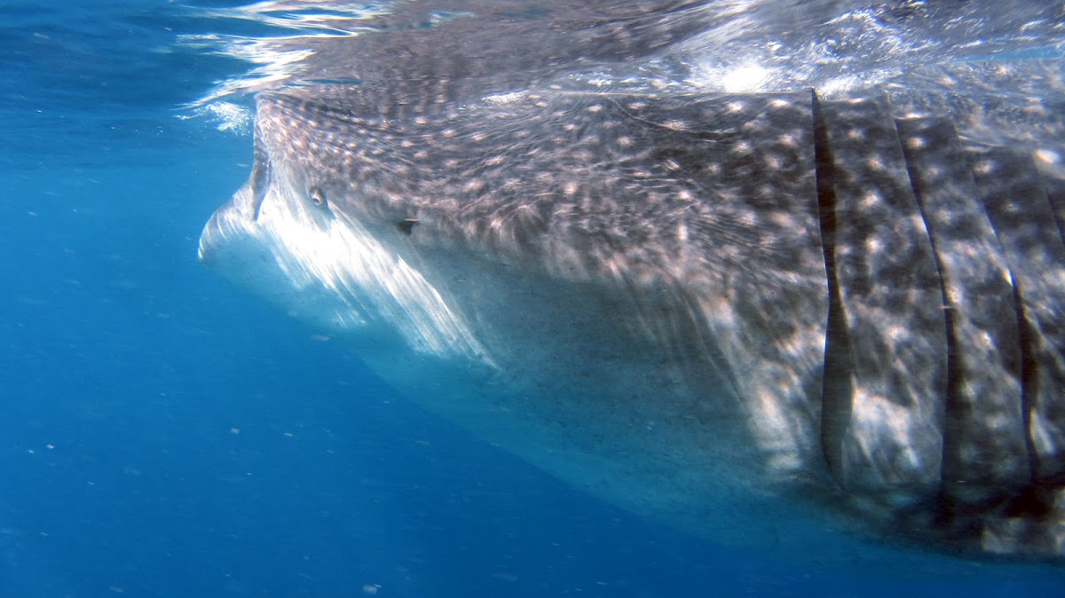 Whale Shark