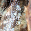 Funnel Weaver spiderlings