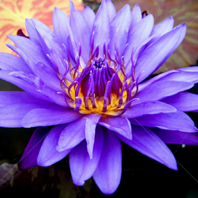 by Ryan Bunting - Flowers Single Flower