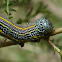 Chlenias Moth Caterpillar