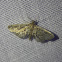 Yellow-spotted Webworm