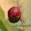 Clustered Gall Wasp