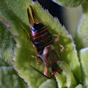 earwig