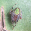 Eriophora Orb-Weaver