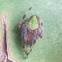 Eriophora Orb-Weaver