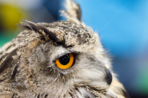 On the lookout by Lee Griffiths - Animals Birds