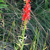 Cardinal Flower, Scarlet Lobelia