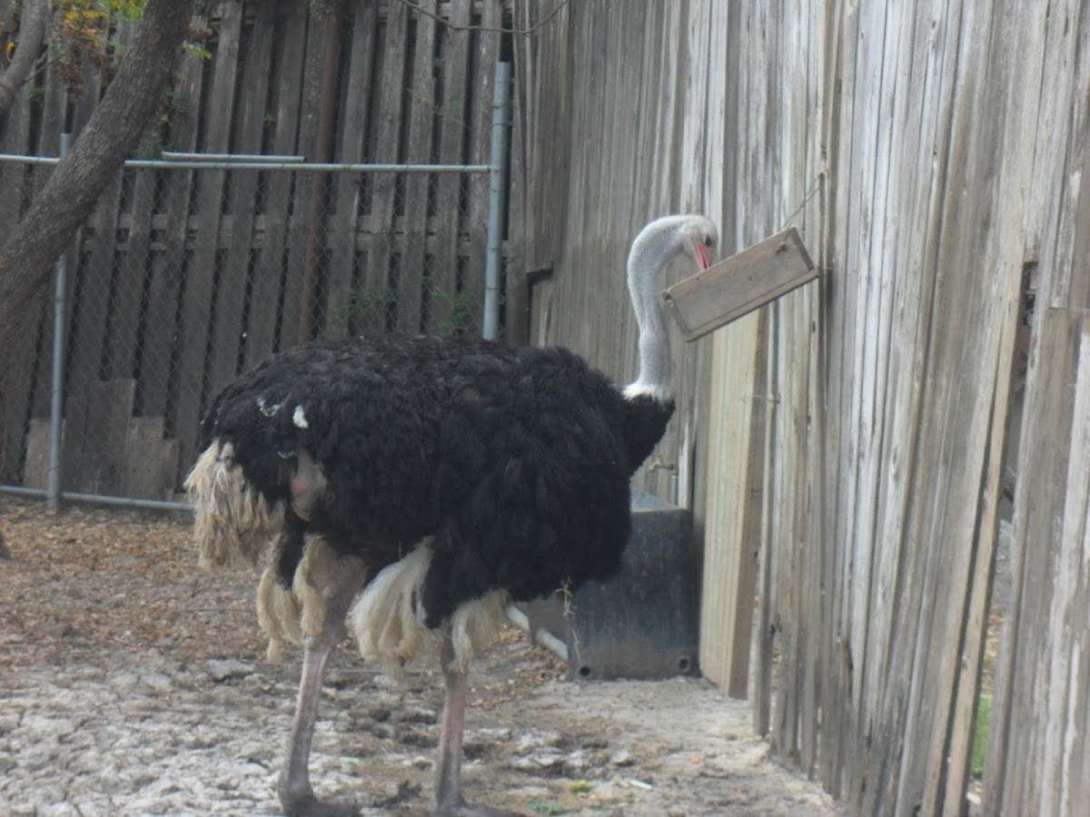 ostrich/avestruz