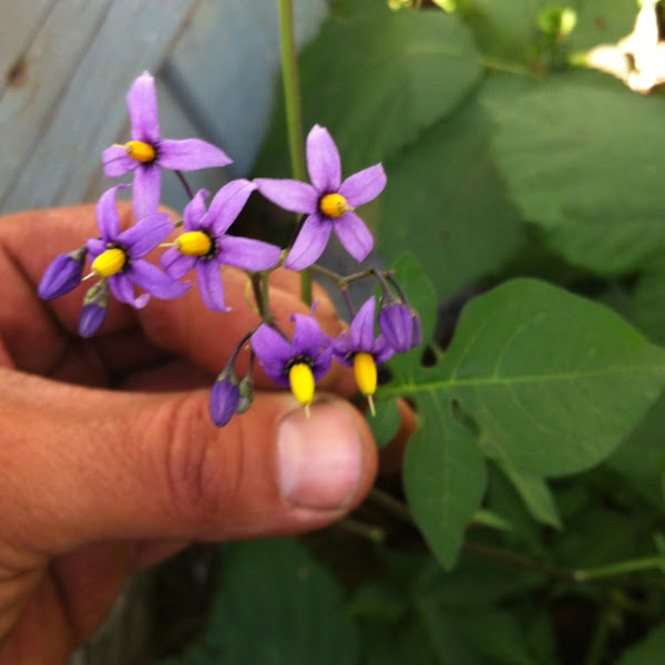 Bittersweet Nightshade Project Noah